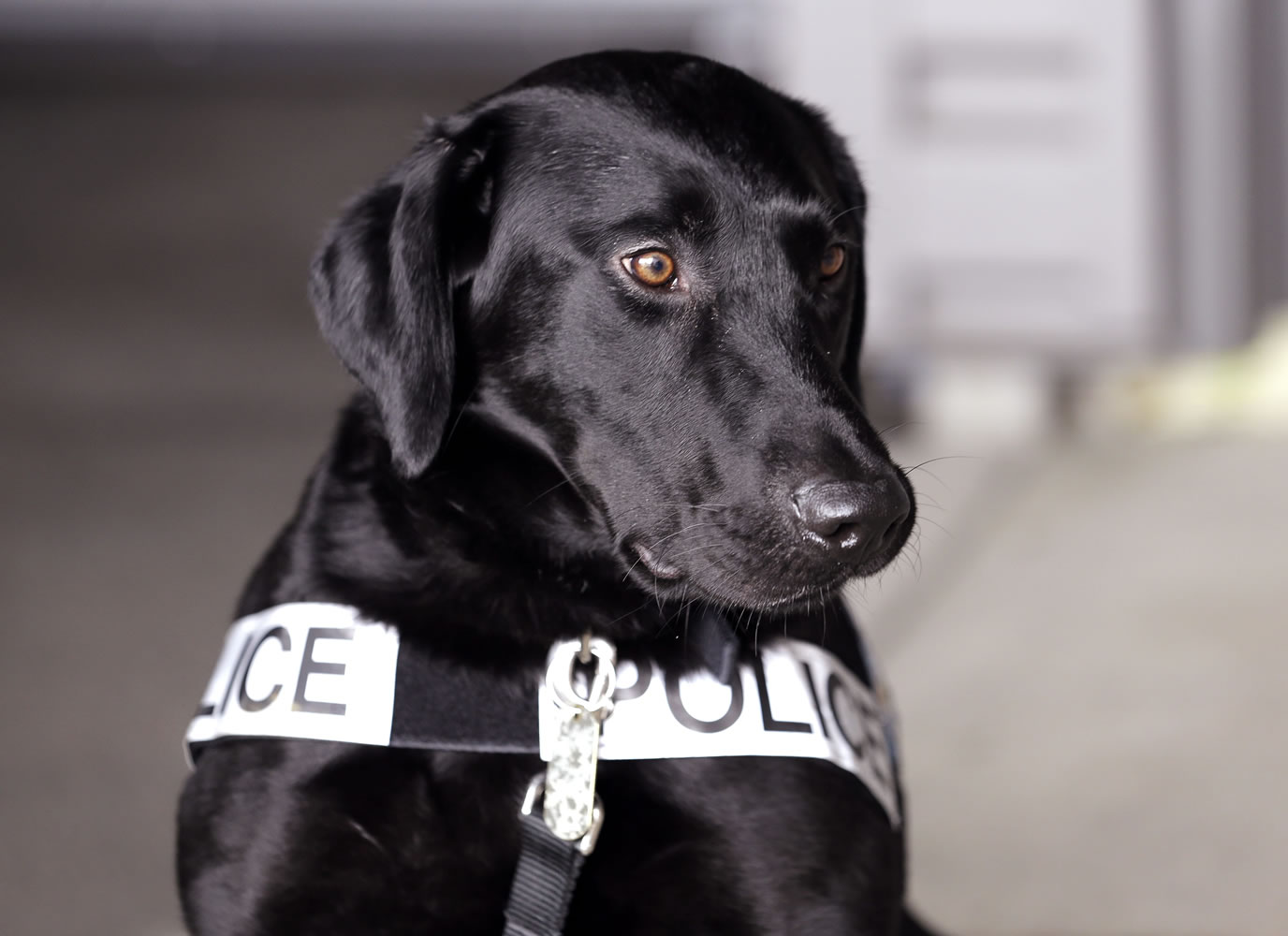 Drug-sniffing police dog Dusty waits Thursday to take part in a training session at the police station in Bremerton.