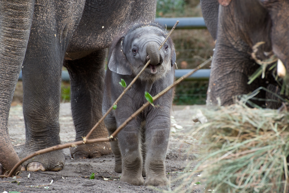 Lily, a baby elephant born this winter at the Oregon Zoo, has been purchased by the zoo's nonprofit foundation.