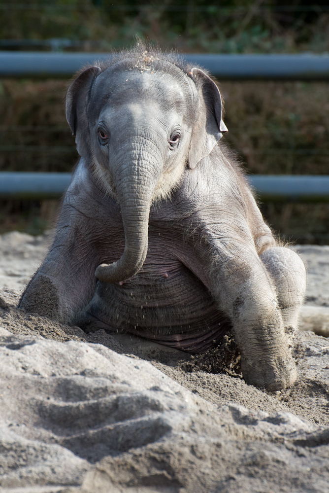 Lily, a baby Asian elephant, romps at the Oregon Zoo.