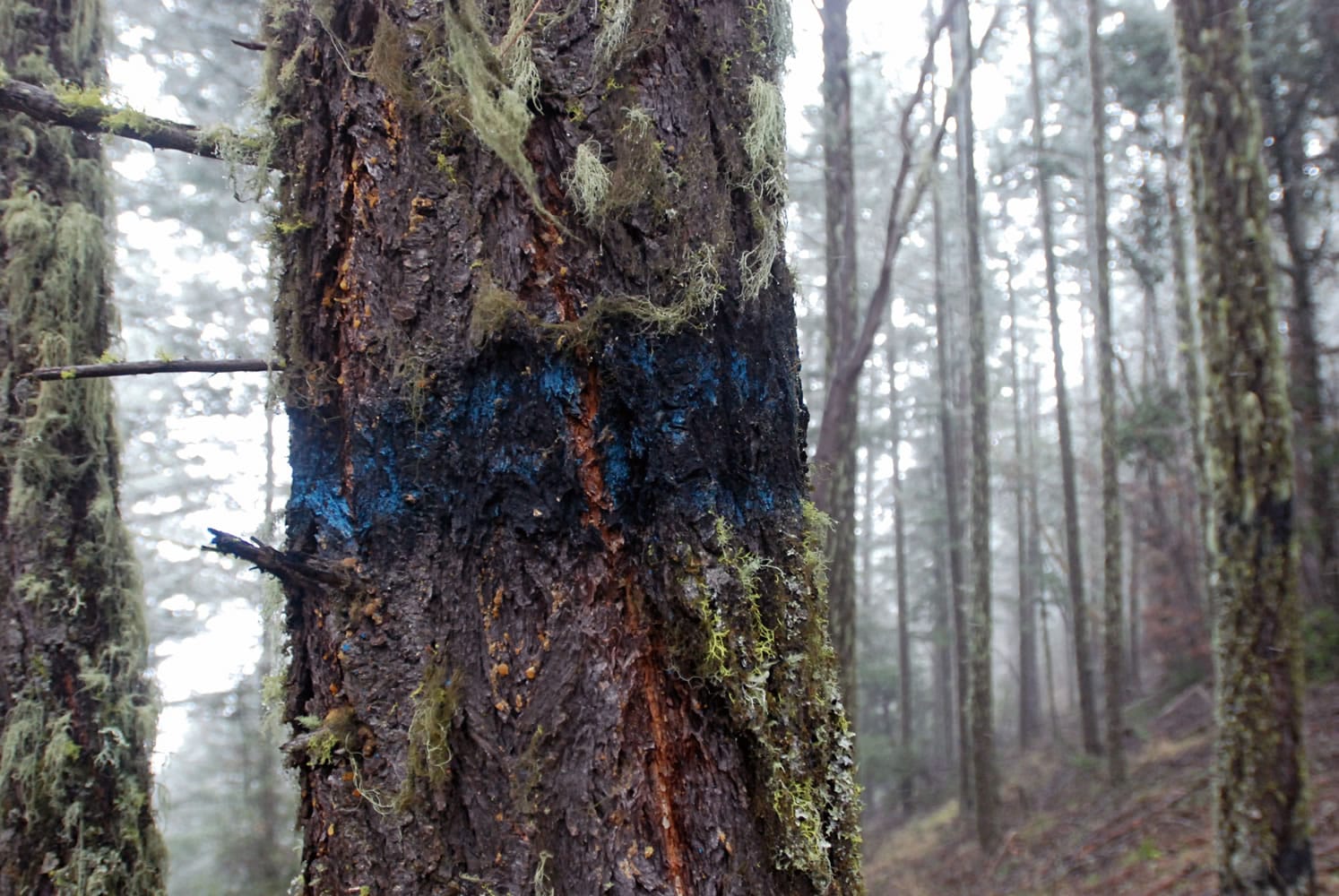 A Douglas fir tree on federal forest land outside Ruch, Ore. The blue paint marking a tree for harvest is leftover from a 2004 timber sale that drew no bids.