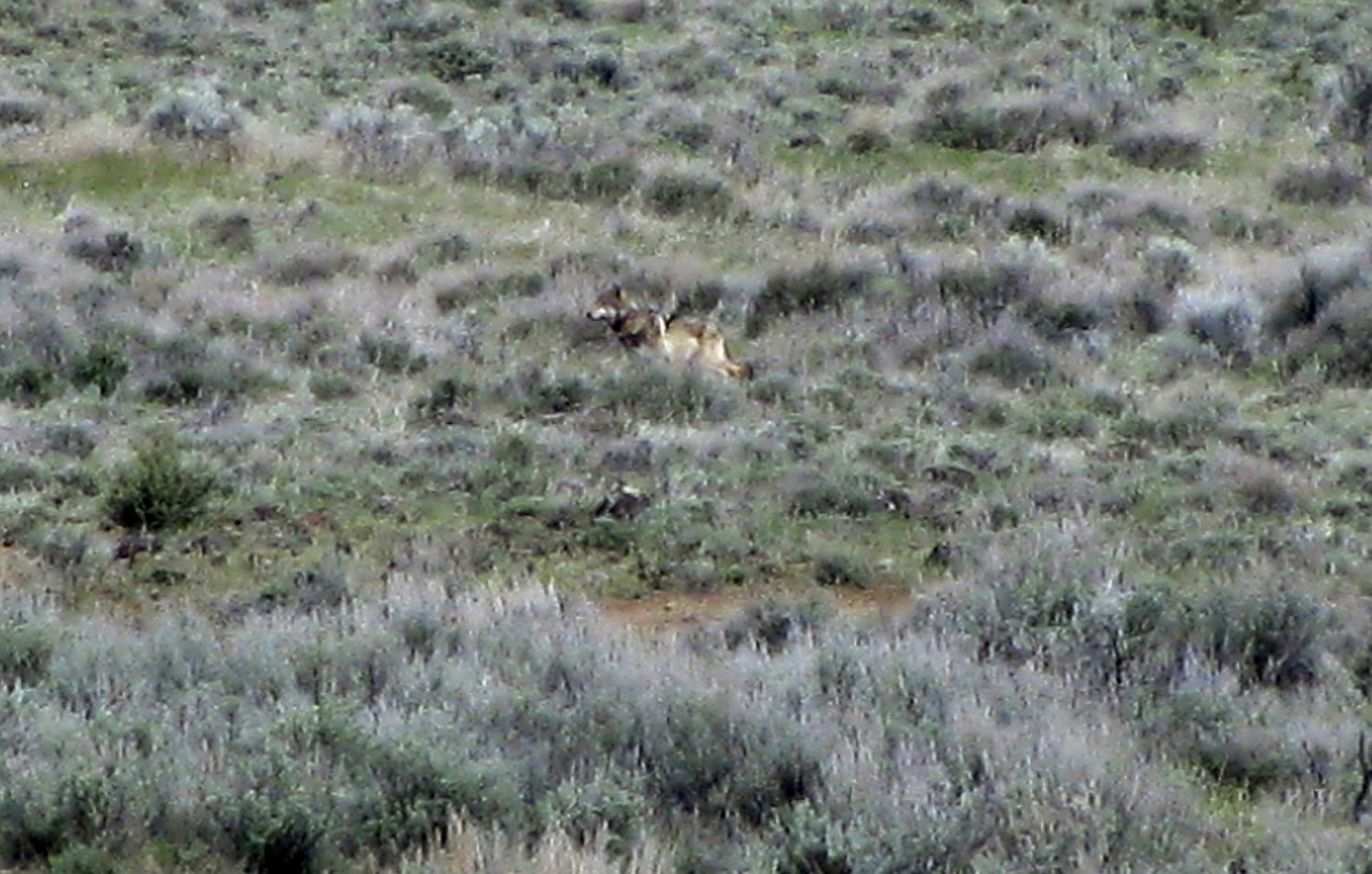 California Department of Fish and Game
OR-7, the Oregon wolf that has trekked across two states looking for a mate, is seen on a sagebrush hillside May 8 in Modoc County, Calif. California's lone gray wolf passed his one-year anniversary as a transplant resident of the Golden State with the same technical amenities many people possess, including a Twitter account and a website devoted to his travels. One state and two federal agencies now have to figure out how to manage the species when others inevitably follow him.
