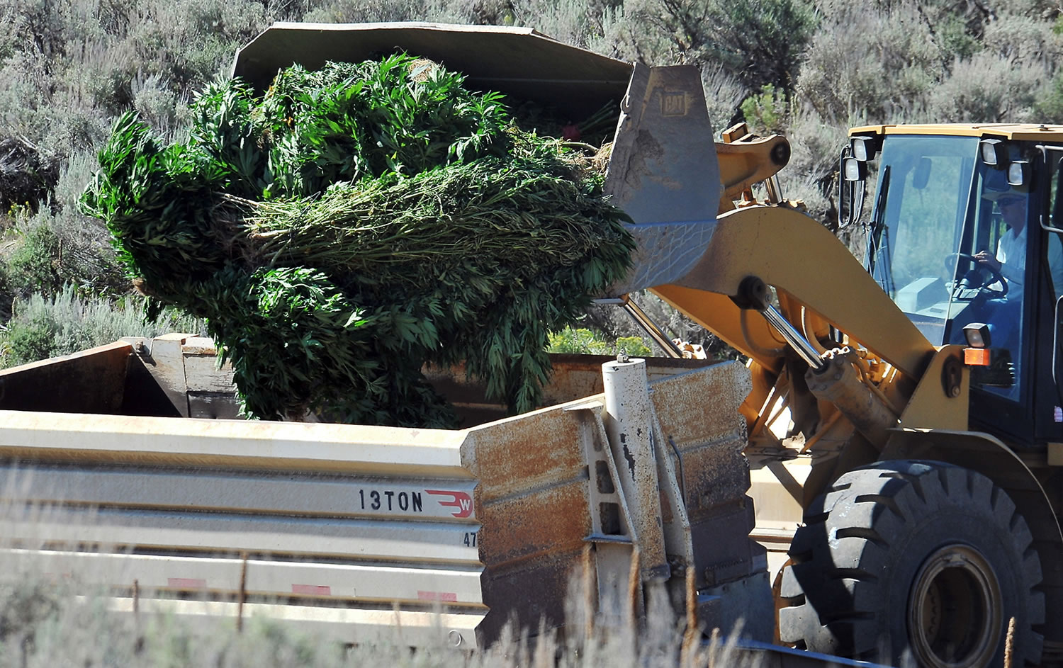 A crew disposes of marijuana plants Wednesday in Caribou County, west of Grace, Idaho, where a sophisticated growing operation in southeastern Idaho contained an estimated 40,000 plants worth an estimated street value of $80.5 million.