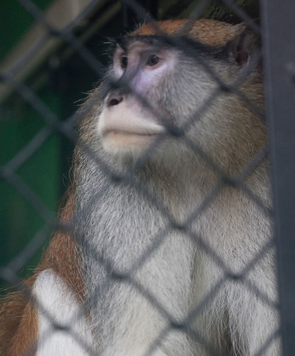 A Patas monkey looks out of his cage at Zoo Boise after his cage mate was severely injured and died Saturday. Michael J.