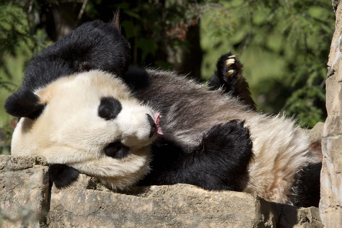 Mei Xiang, a giant female panda, rests in 2012 at the National Zoo in Washington. Mei Xiang gave birth to a cub at the Smithsonian's National Zoo at 5:32 p.m. Friday. Zoo keepers heard the cub vocalize and glimpsed the cub for the first time briefly immediately after the birth.