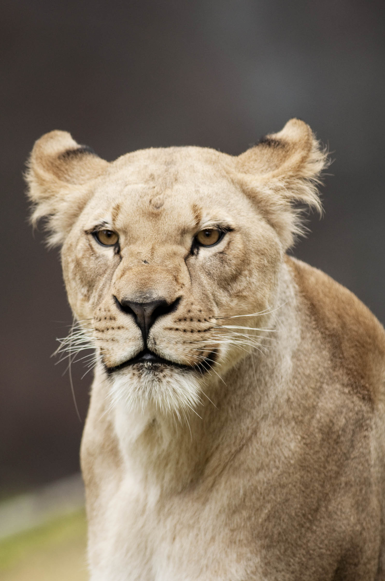 Officials say Neka, one of two female African lions at the Oregon Zoo, is pregnant and could give birth within the next 10 days.