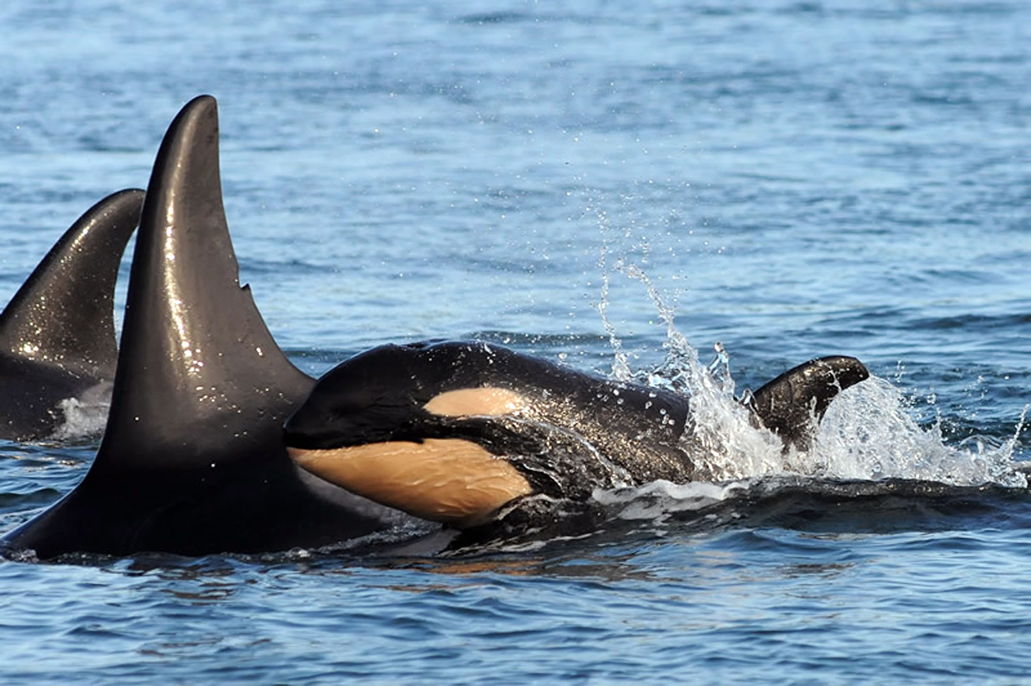 A new baby orca whale is seen swimming alongside an adult whale in the Haro Strait between San Juan Islands and Vancouver Island. The new baby is the eighth born since last December to the small, endangered population of killer whales that spend time in the inland waters of Washington state, according to the Center for Whale Research, which keeps a census of the orcas for the federal government. Decades ago, there were more than 140 of the unique animals known as southern resident killer whales. That number declined to a low of 71 in the 1970s when dozens of the mammals were captured to be displayed at marine parks and aquariums across the country.