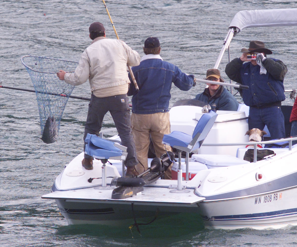 The spring chinook forecast for Drano Lake in 2013 is about half of the 2012 return.