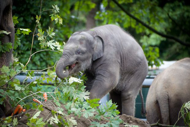 Lily now weighs more than 1,000 pounds after gaining 700 pounds since birth, Oregon Zoo officials said.