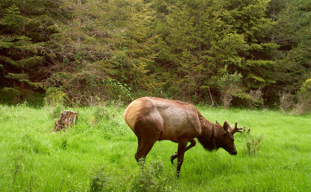 Hoof disease has crossed the Columbia River and been observed in elk in northwest Oregon, as evidenced by this 2015 trail camera photo.