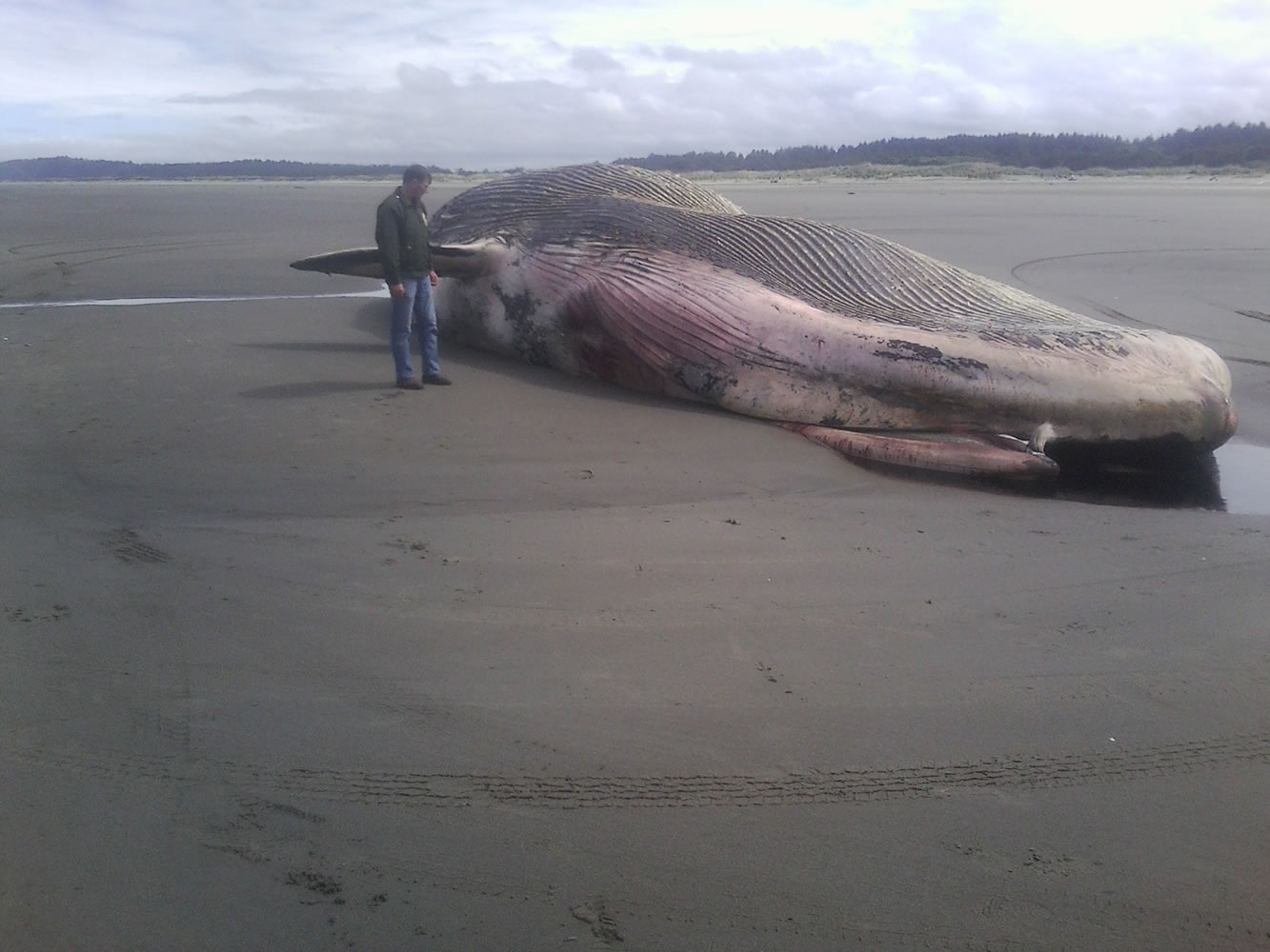 Washington Department of Fish and Wildlife Technician Clayton Parson stands next to a dead whale near Ocean Shores on Thursday.