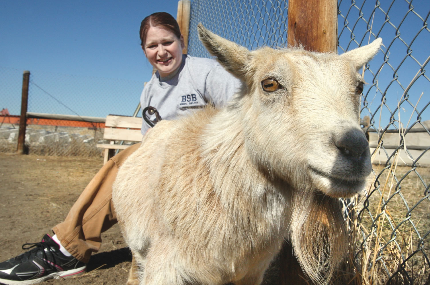 Butte-Silver Bow Animal Shelter supervisor Jacki Casagranda sits with Shirley, a pygmy goat, in Butte Mont.