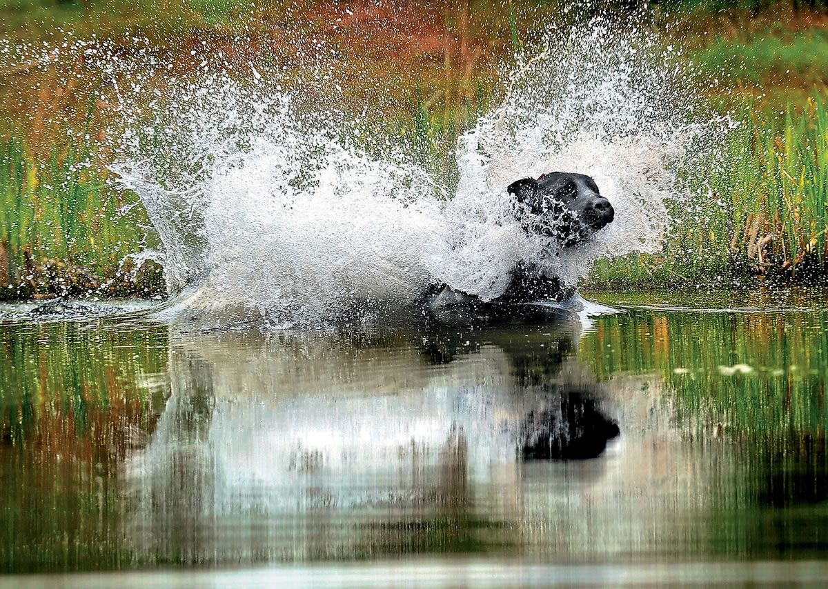 Nike, a Labrador retriever, jumps into a pond at the Denman Wildlife Refuge in White City, Ore., while training  April 10 for the 30th annual Nestle Purina Outstanding Retriever Awards banquet.