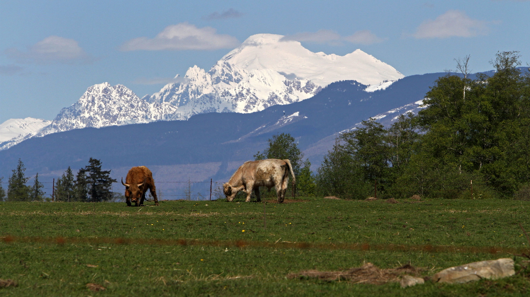 Scottish Highland cattle graze near the Upland Trail as Mount Baker rises in the background in Bay View.