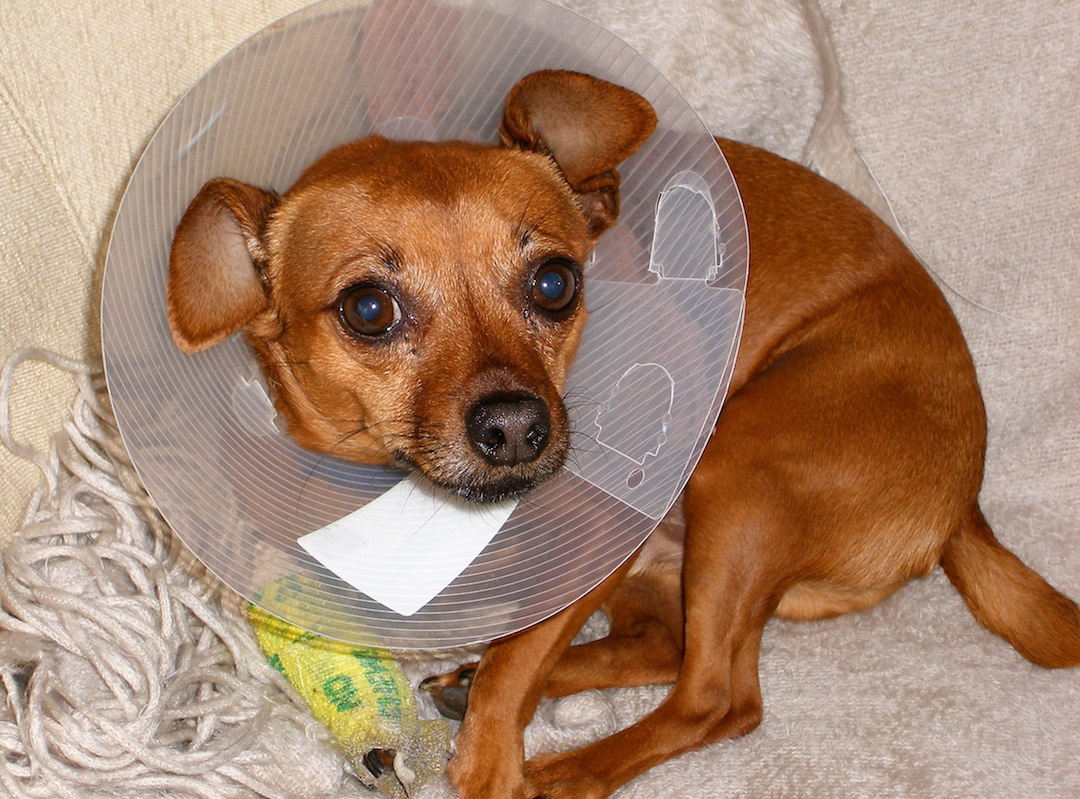 A 9-pound Chihuahua-pinscher mix named Kudo was allegedly subjected to cruelty and abuse at the hands of his temporary caretaker, Kevin Dean Parrish, 20, of Lyons, Ore.