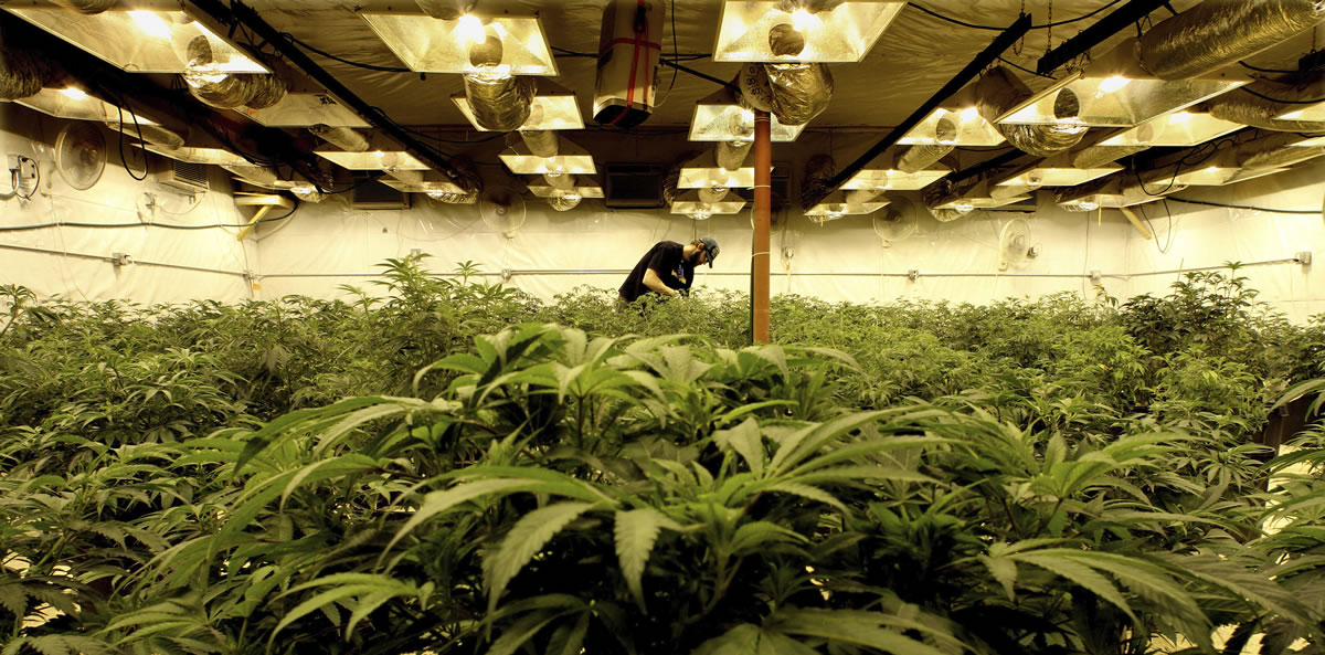 In a former bus barn near Denver, marijuana plants live their lives on camera, part of an intense seed-to-sale scrutiny that distinguishes Colorado's medical-marijuana industry.