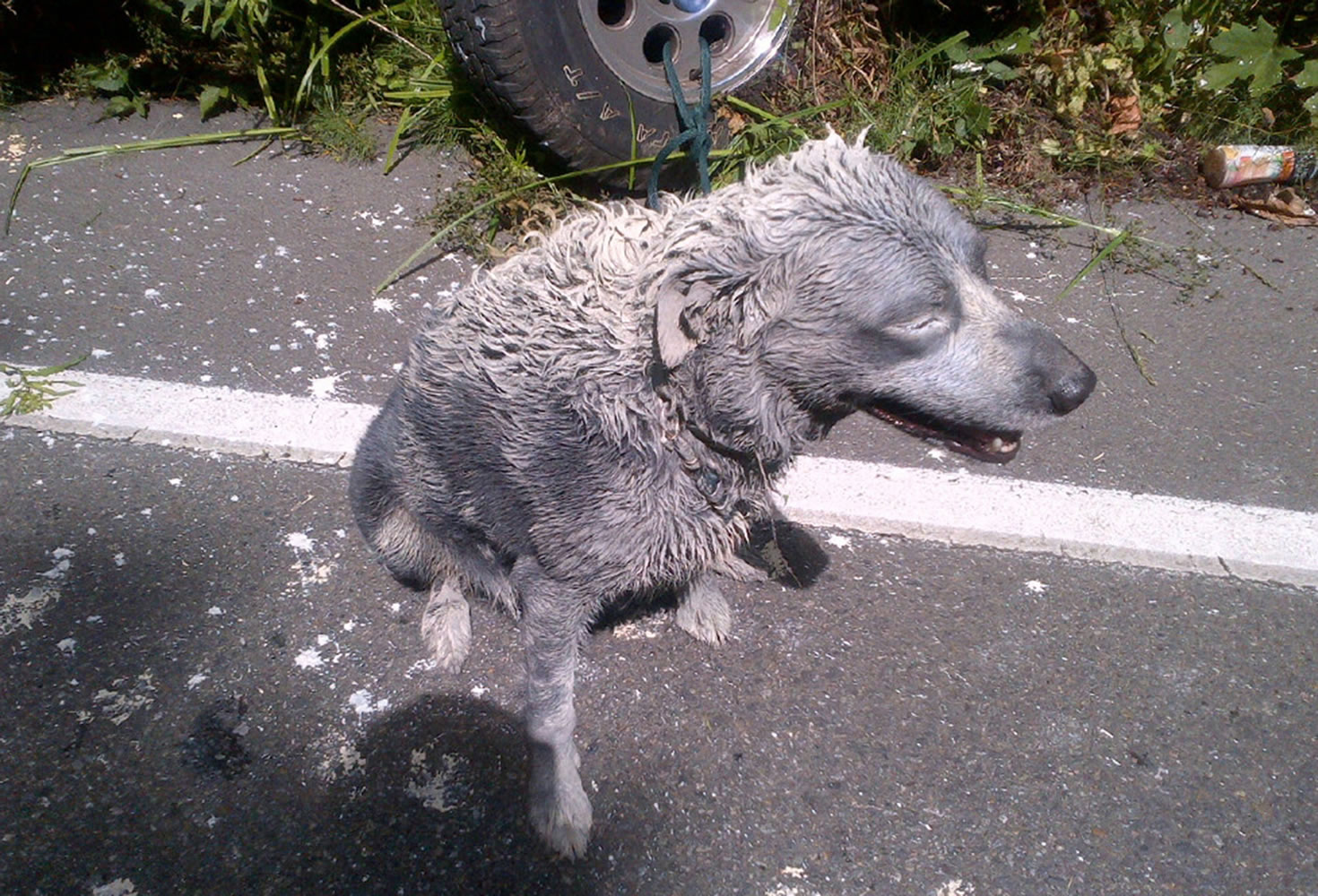 A black dog that was in a vehicle with an unidentified driver is covered in paint after the vehicle, which was carrying large containers of paint, went off the road and crashed near Belfair. The driver also was covered in paint.