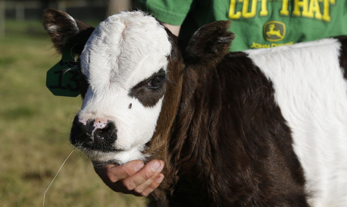 John Bartheld holds &quot;Peanut,&quot; a miniature Panda cow, Thursday on his farm in Roy, Wash.