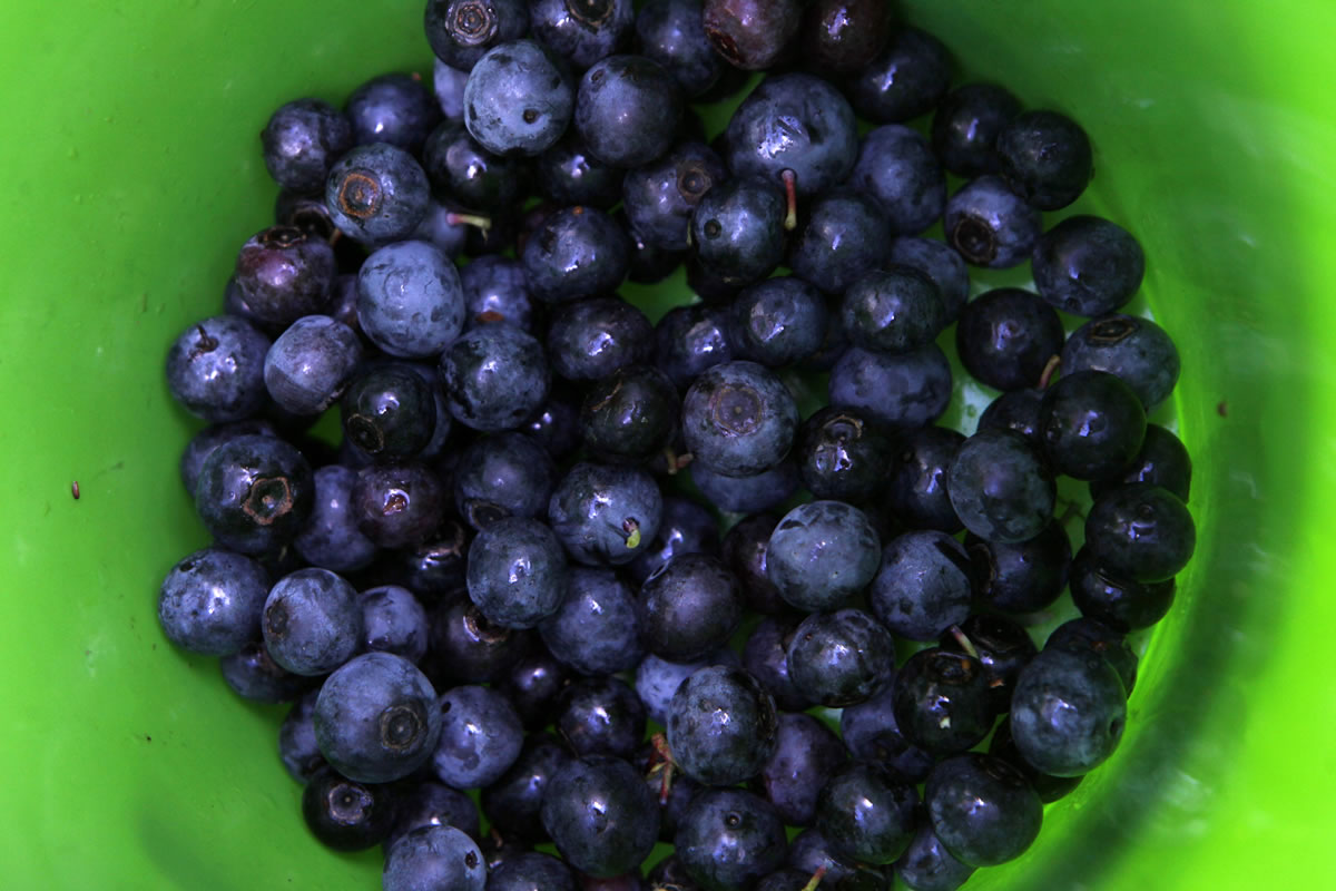 Ripe blueberries pile up inside a bucket in the pick-your-own field at Foxbrier Farm in Chattahoochee Hill Country, Ga.