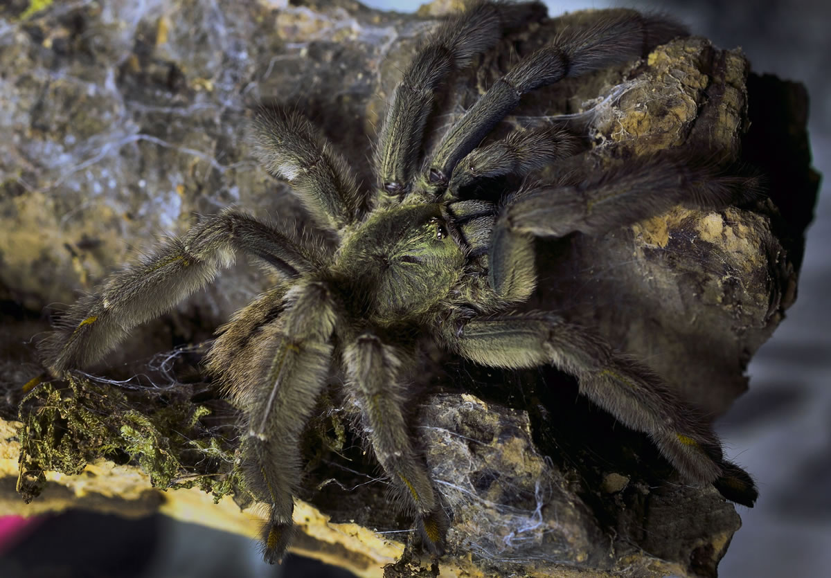 A Encyocratella olivace tarantula is one of the 50 tarantulas of the collection that Nurse Dee Reynolds cares for one at her home in Los Angeles.