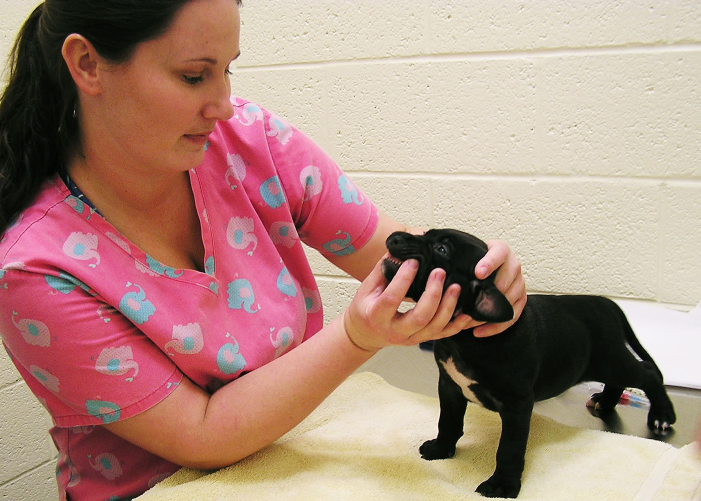 Janet Winikoff/ Humane Society of Vero Beach and Indian River County
Veterinary technician Aubrey Mallory checks the teeth of a 6-week-old male pit bull mix named Kobe in Vero Beach, Fla. Regular exams help spot bad breath, an early warning sign of pet dental disease.