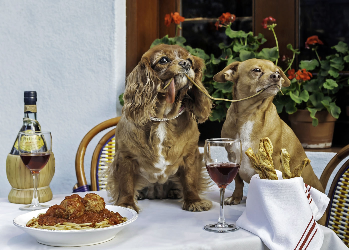 Toast, left, a 10-year-old King Charles puppy-mill rescue, and 7-year-old Finn pose for their &quot;Lady and the Tramp&quot; photo taken at Mediterraneo Restaurant in New York.