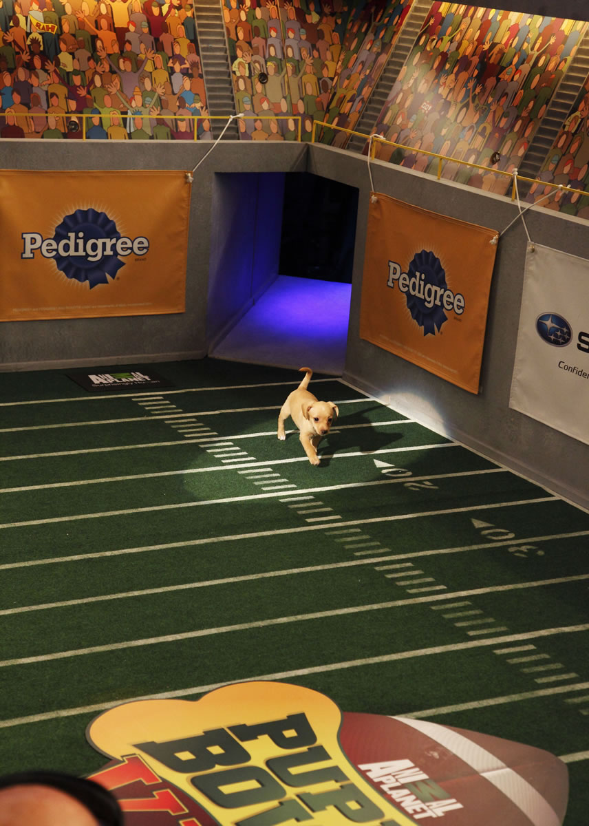 A dog, Fumble, wanders the field during the kitty half-time show for &quot;Puppy Bowl VIII,&quot; in New York. The &quot;Puppy Bowl,&quot; an annual two-hour TV special that mimics a football game with canine players, made its debut eight years ago on The Animal Planet.