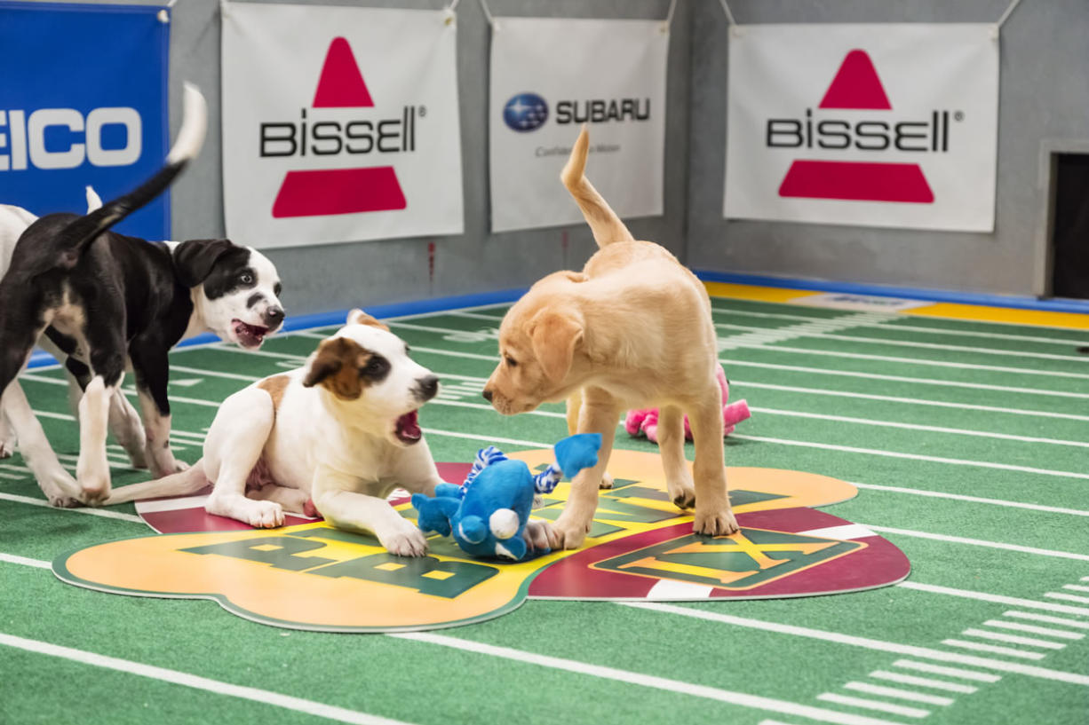 Puppies play on the field during &quot;Puppy Bowl IX&quot; in New York.