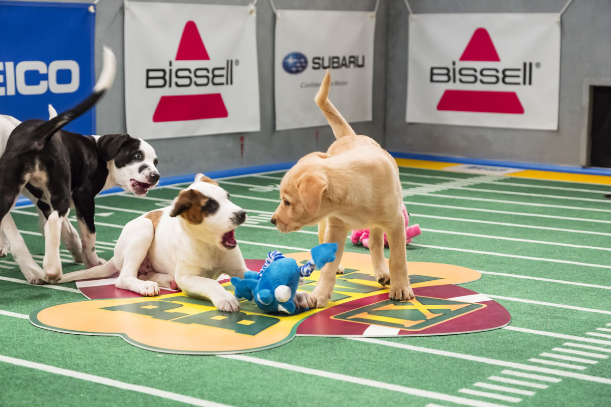‘Puppy Bowl’ scores for shelters The Columbian