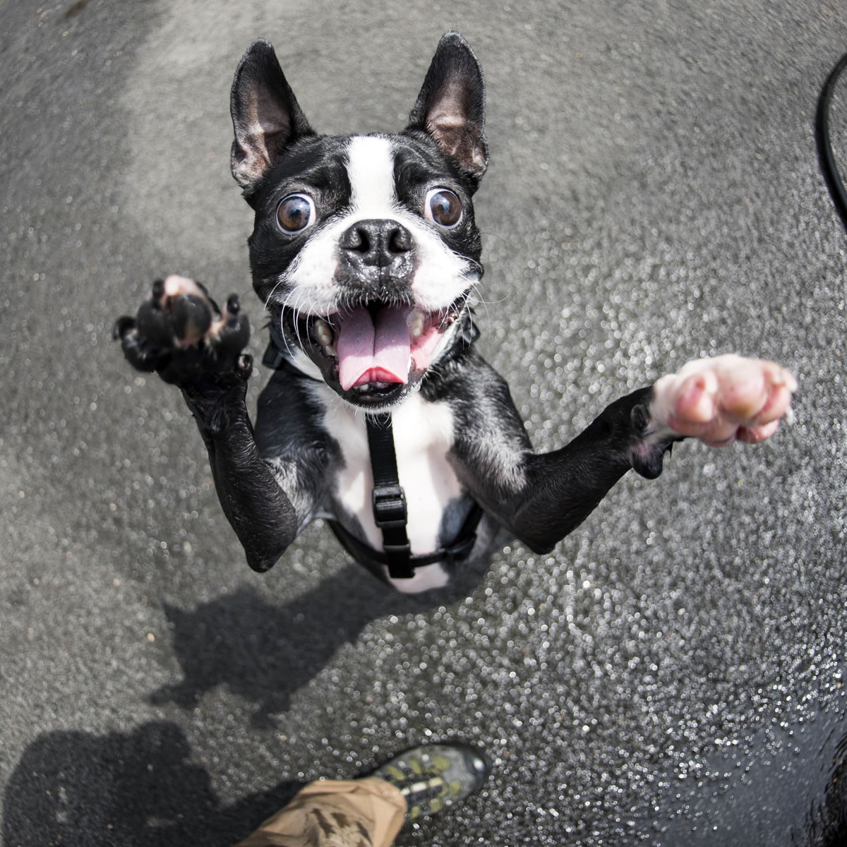 Piggy, a 2-year-old Boston terrier, stands for photographer Elias Weiss Friedman in New York.
