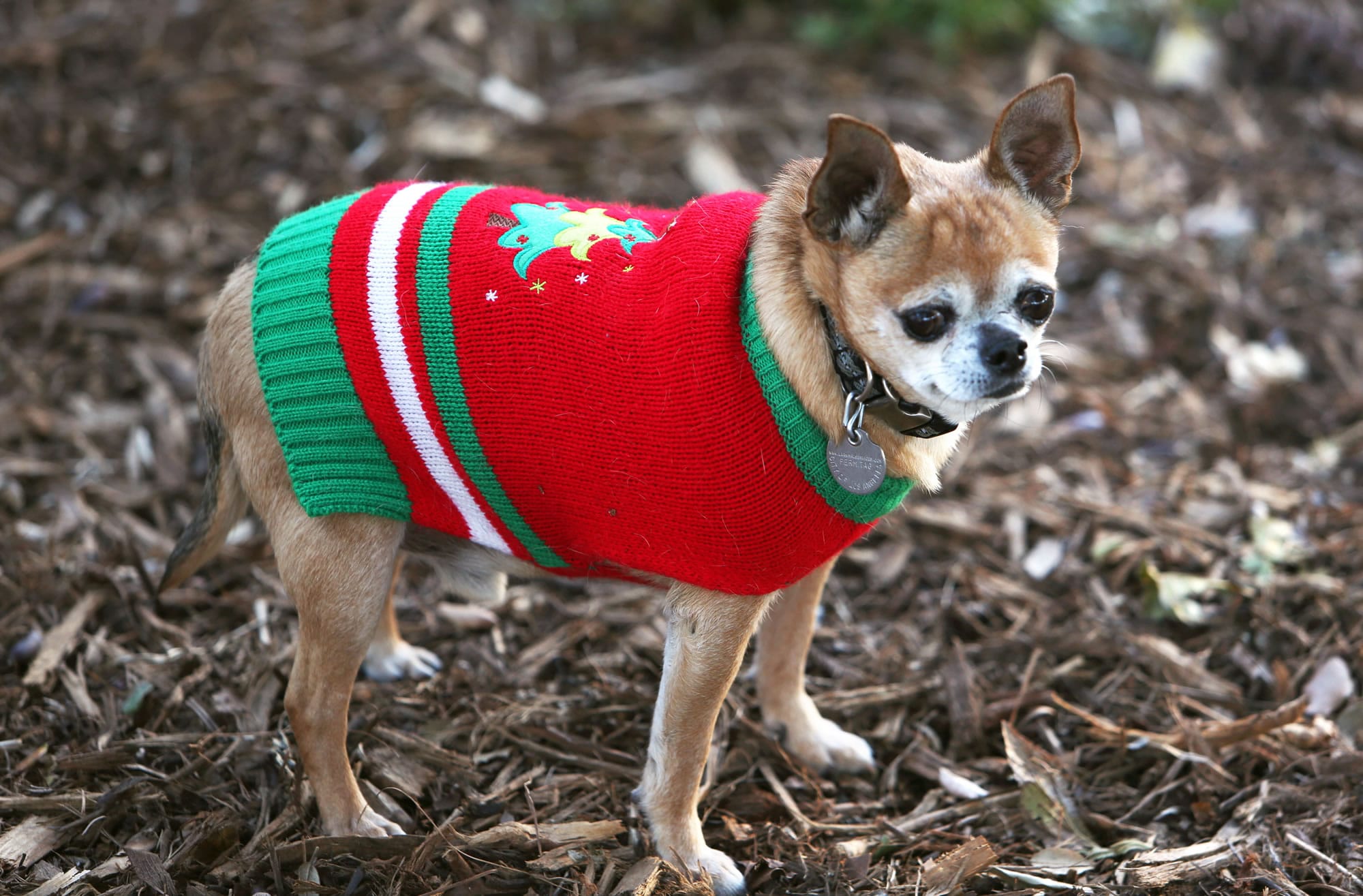 Right: Eight-year old Chihuahua Coco gets out in the winter cold in his new Christmas sweater in Los Angeles.