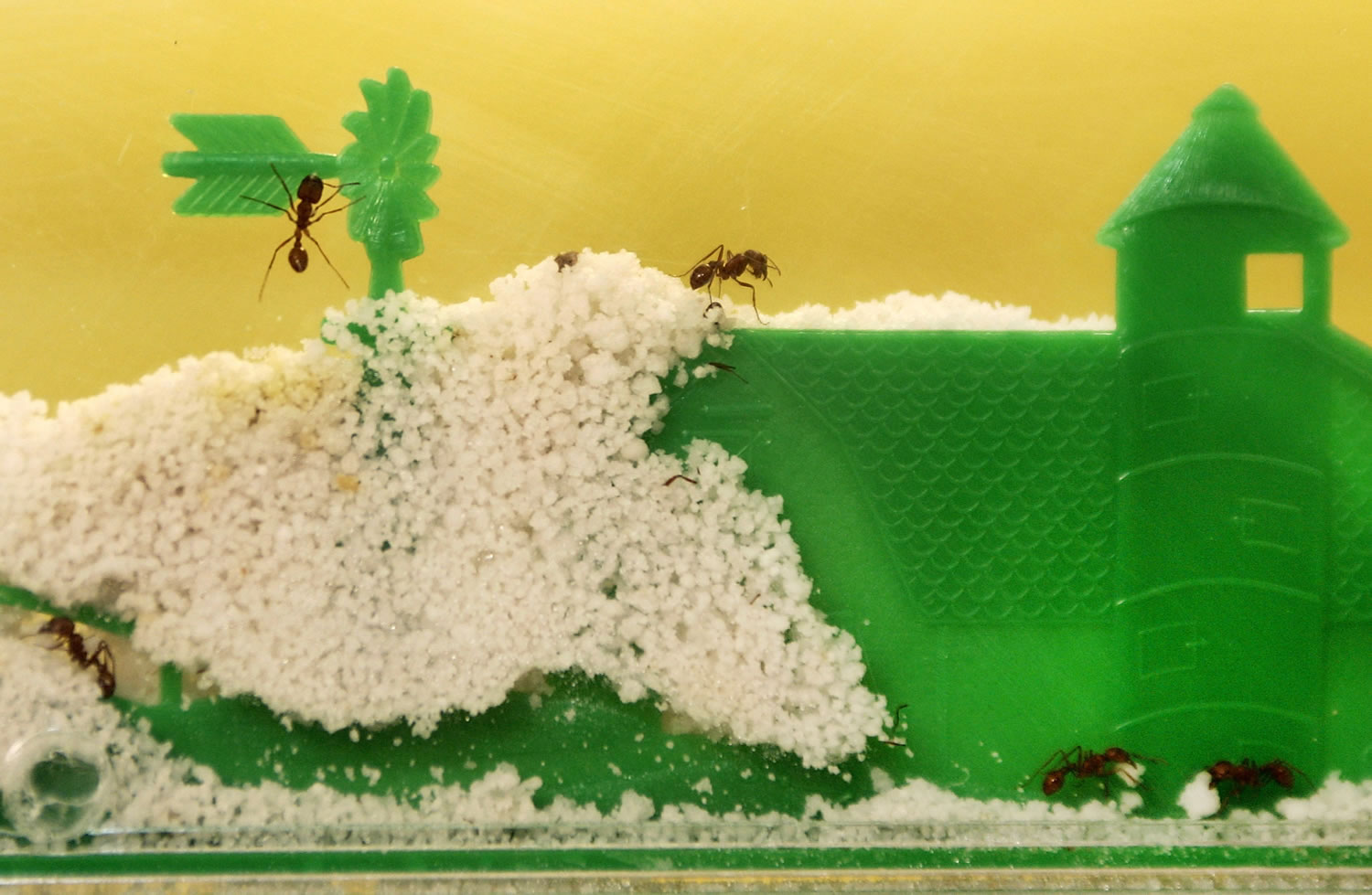 Ant farms, the narrow glass or plastic containers filled with soil that trick the insects into believing they're underground, have been popular for generations.