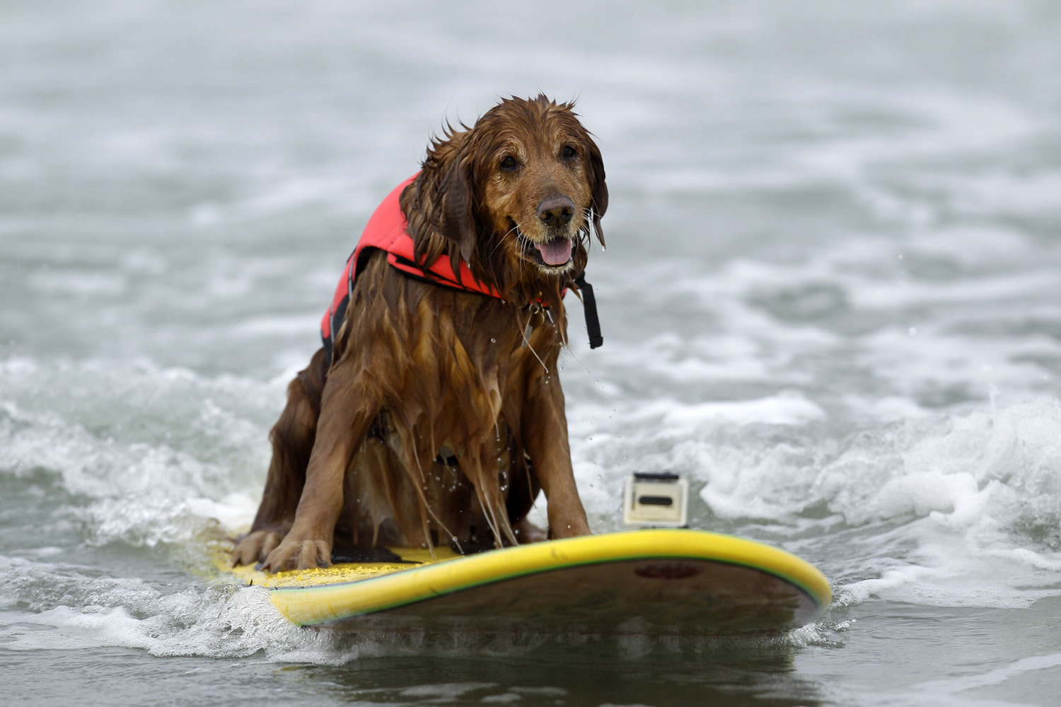 King, a 9-year-old golden retriever, surfs in the Incredible Dog Challenge competition in San Diego. Of about 95,000 miles of U.S.