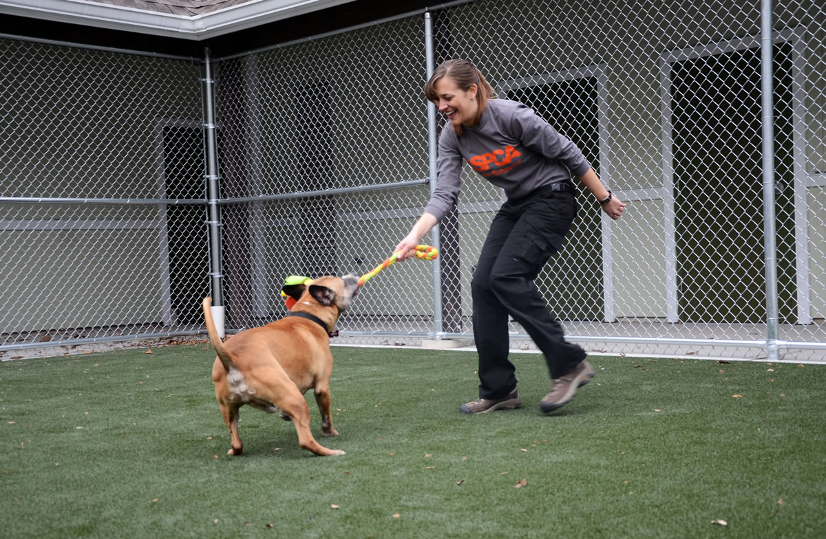 Musketeer, a 5-year-old sheperd-pit bull mix, plays with enrichment toys in the outdoor run with Lauren Zvernia, ASPCA animal behavior enrichment coordinator, at the ASPCA Behavioral Rehabilitation Center in Madison, N.J.