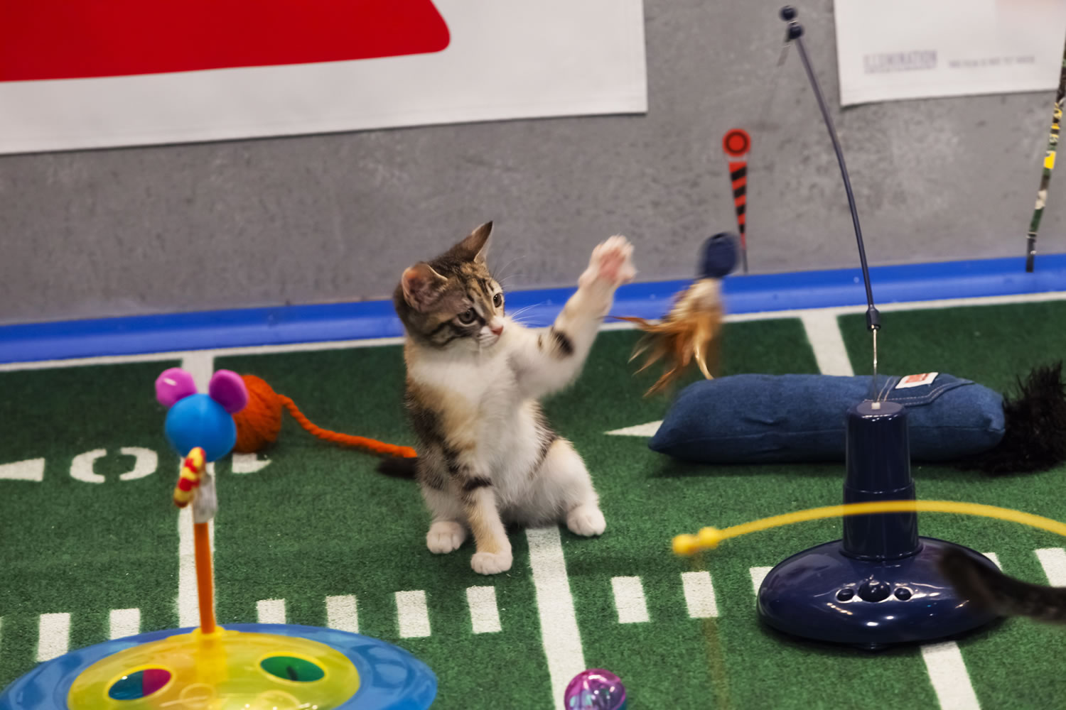 A kitten plays during the halftime show of Puppy Bowl IX in New York.