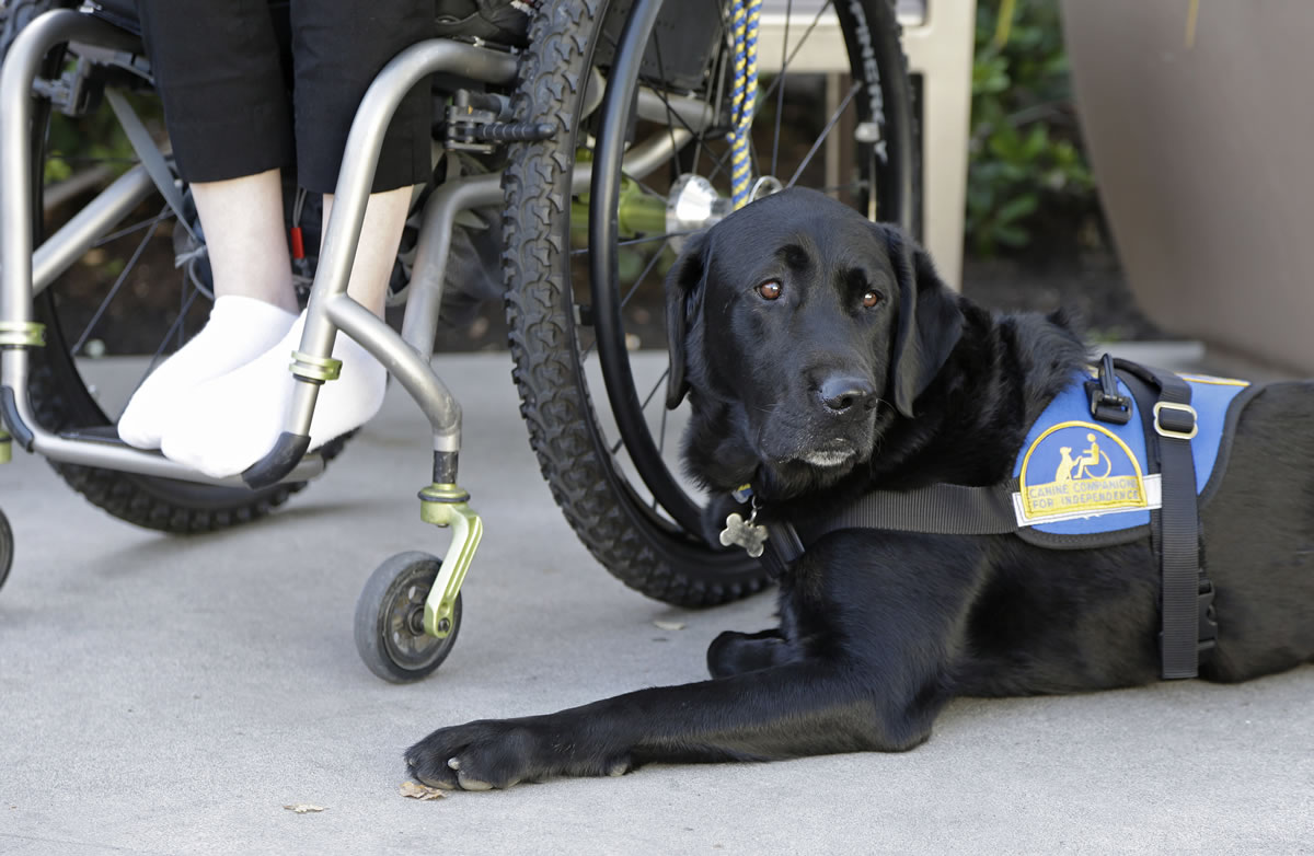 Caspin, a service dog sits below Wallis Brozman outside at a shopping mall in Santa Rosa, Calif.