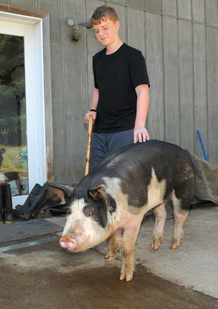Jorian Bruslind, 14, shows Snickers, a 6-month-old Berkshire gilt pig, in Lacomb, Ore., on Aug. 9.