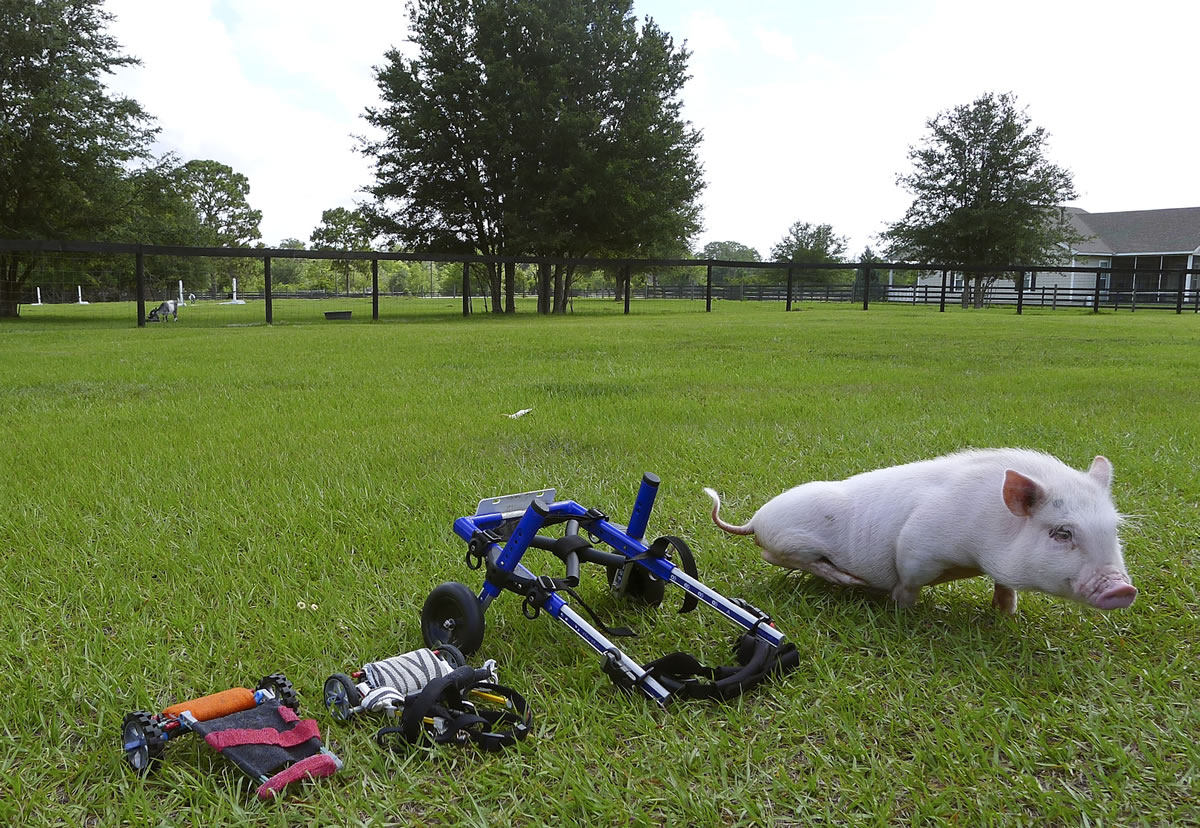 Potbellied pig &quot;Chris P. Bacon,&quot; owned by veterinarian Dr. Len Lucero, stands on the grass, in Sumterville, Fla. The pig was born without the use of his back legs.