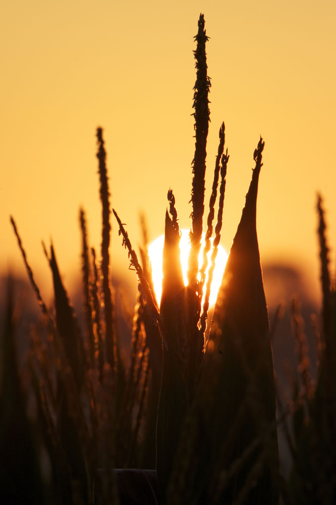 A corn field at sunrise near Springfield, Neb.