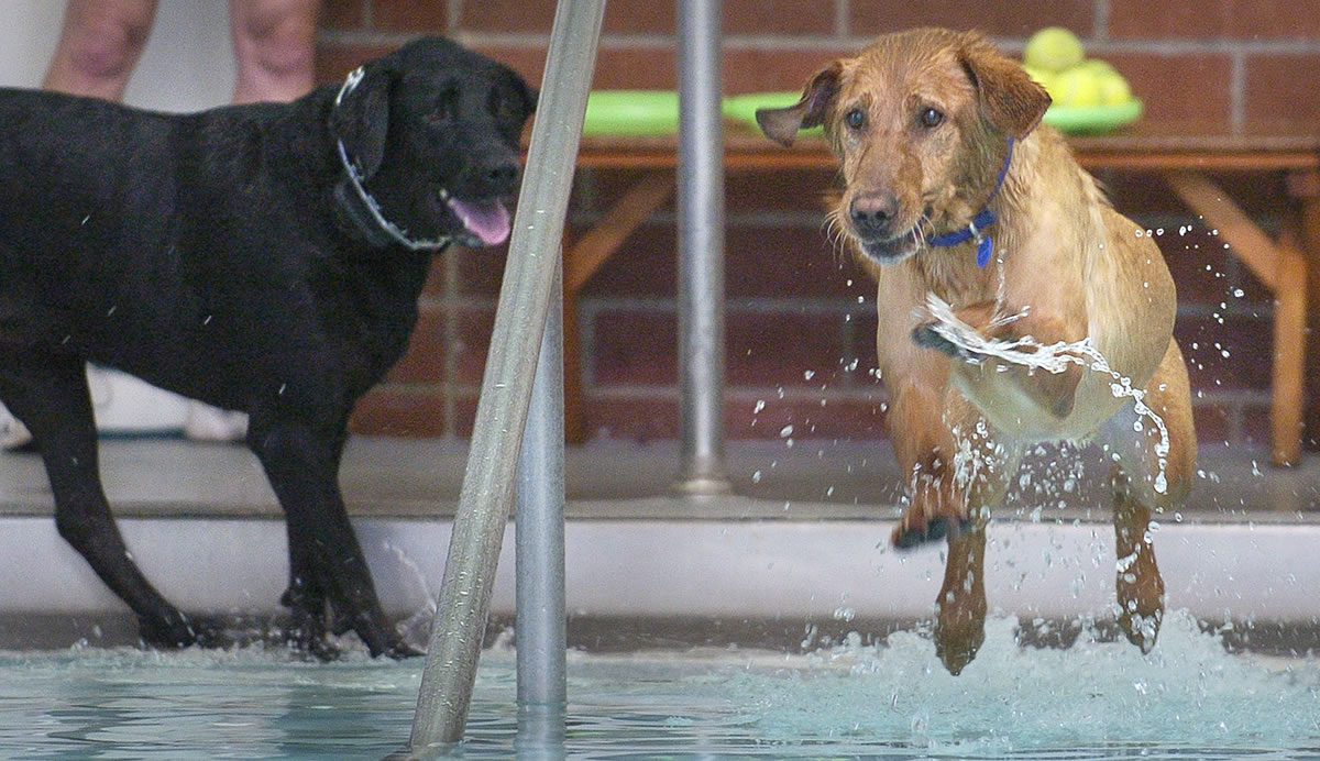 8/13/05-Vancouver, WA--Duke, a 5 year old Yellow Lab mix owned by Jim Harris of Vancouver, dives for a tennis ball at the Hough Pool Saturday afternoon during a benefit for the Humane Society and the Hough Foundation.