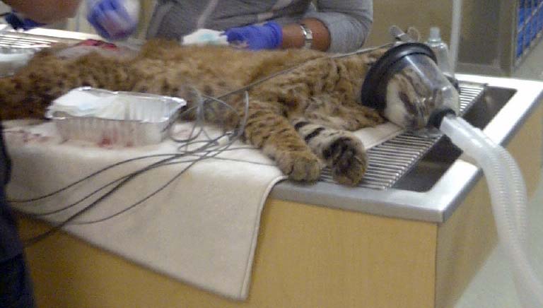 A bobcat is treated at the Pilchuck Veterinary Hospital in Monroe on Tuesday. The bobcat wandered onto the grounds of Washington state's second-largest prison late Monday and climbed onto a roof, where it was shot with a tranquilizer gun early Tuesday, officials said. The animal was being treated for cuts it apparently suffered from some razor-wire fencing at the Monroe Correctional Complex, about 30 miles northeast of Seattle, prison spokeswoman Susan Biller said.