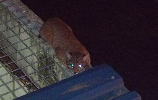 This photo provided by the Washington State Department of Corrections shows a bobcat on the roof of the Monroe Correctional Complex on Tuesday in Monroe. The bobcat wandered onto the grounds of Washington state's second-largest prison and climbed onto a roof, where it was shot with a tranquilizer gun early Tuesday, officials said. The animal was being treated for cuts it apparently suffered from some razor-wire fencing at the Monroe Correctional Complex, about 30 miles northeast of Seattle, prison spokeswoman Susan Biller said.