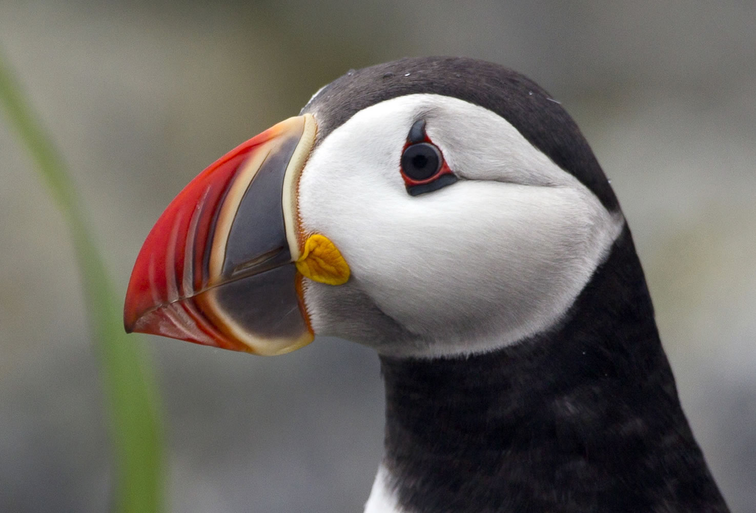 In this July 1, 2013,  photo, a puffin looks around after emerging from its burrow on Eastern Egg Rock off the Maine coast.