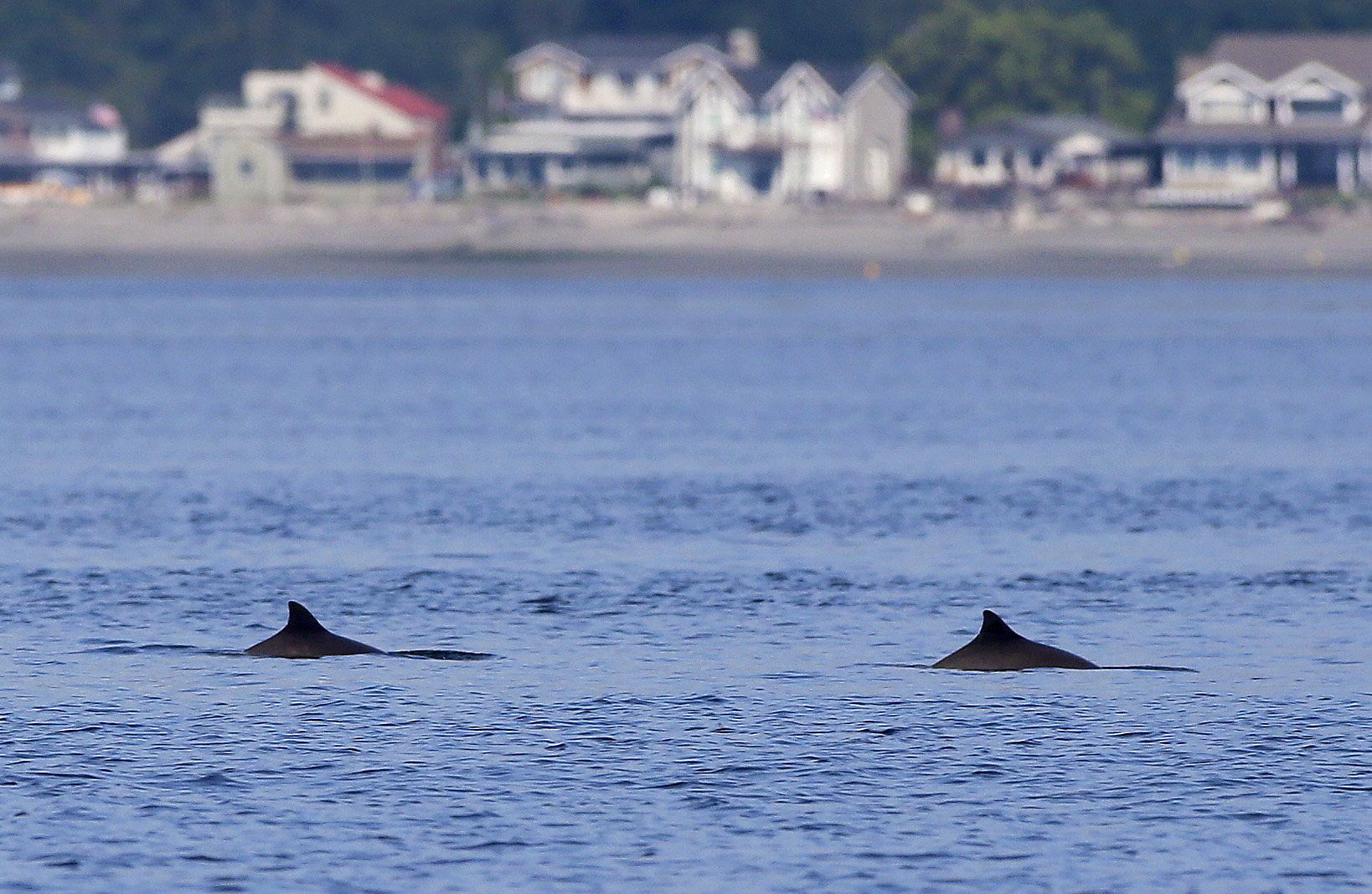 Two of a small group of harbor porpoises that are  feeding in Useless Bay off Whidbey Island surface on July 2. After nearly disappearing from local waters for decades, harbor porpoises are once again a common sight in Puget Sound.