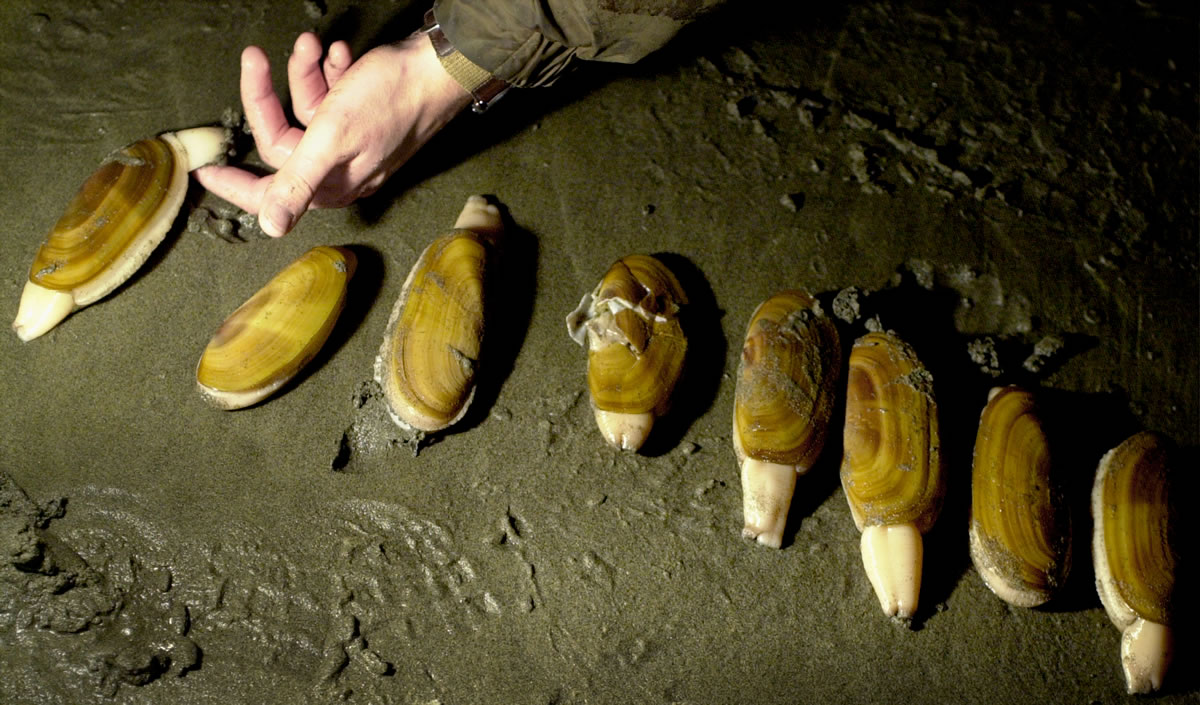 Razor clam season is over for 2016-17 on the Washington coast. Digging is expected to resume in late September or October.