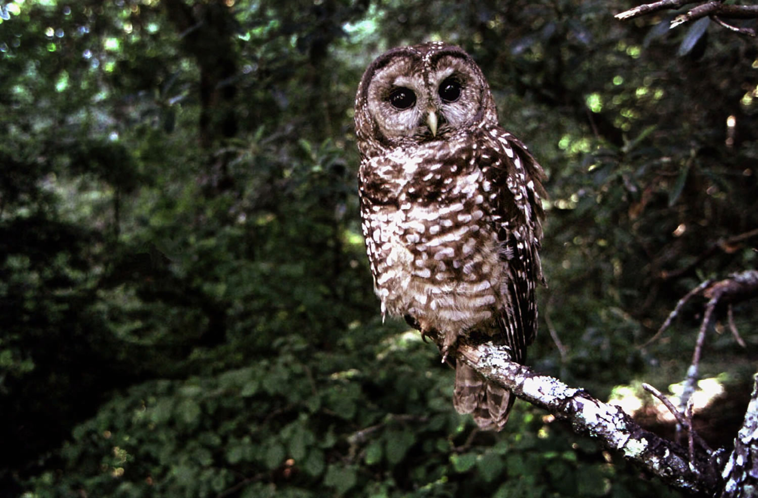 A Northern Spotted owl sits on a perch in Point Reyes, Calif.