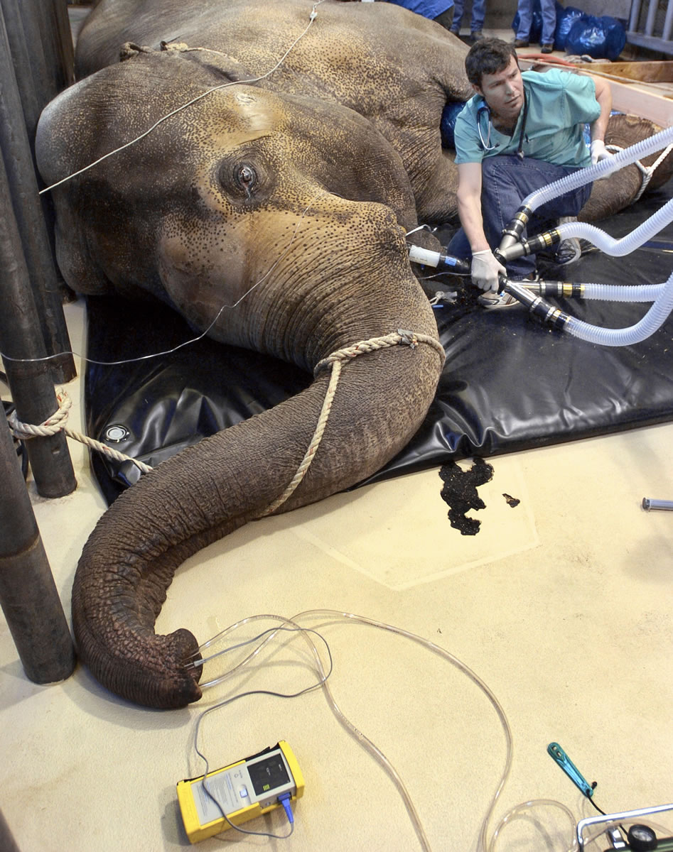 Craig Mosley, a veterinarian at Oregon State University&#039;s veterinary school, checks the ventilator lines before the operation on Tusko to remove infected parts of his tusk in 2007 in Portland. Tusko was euthanized Tuesday.