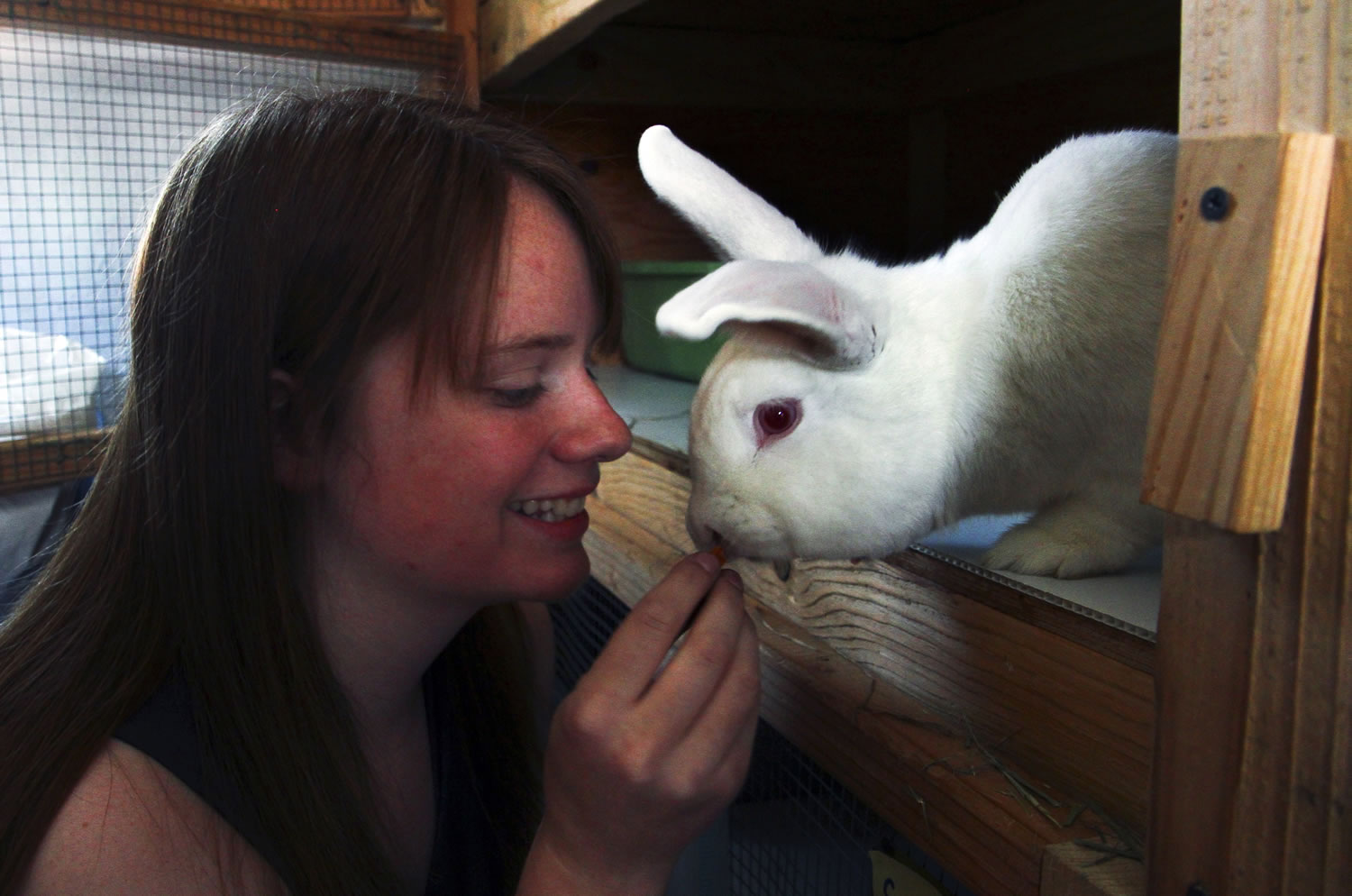 Photos by Tess Freeman/The Register-Guard
Alex Crippen, 18, feeds dried papaya to PJ, a New Zealand rabbit she rescued in January 2012, in Creswell, Ore. Crippen and her mother Heather now care for more than 60 rabbits that they have rescued as part of their nonprofit Red Barn Rabbit Rescue.