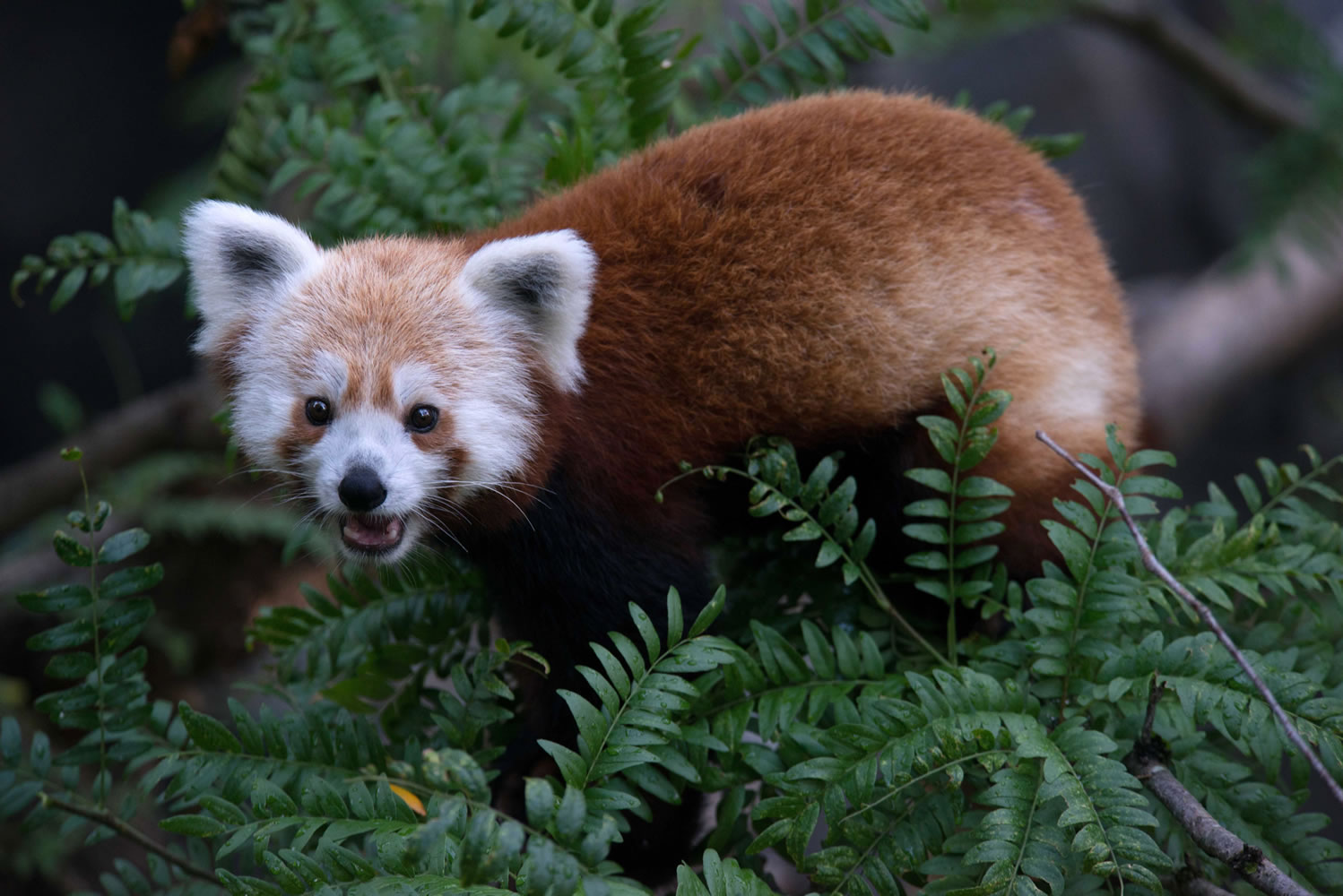 The red panda that escaped from its enclosure at the zoo in Washington in June 2013 and was later found in a nearby neighborhood.