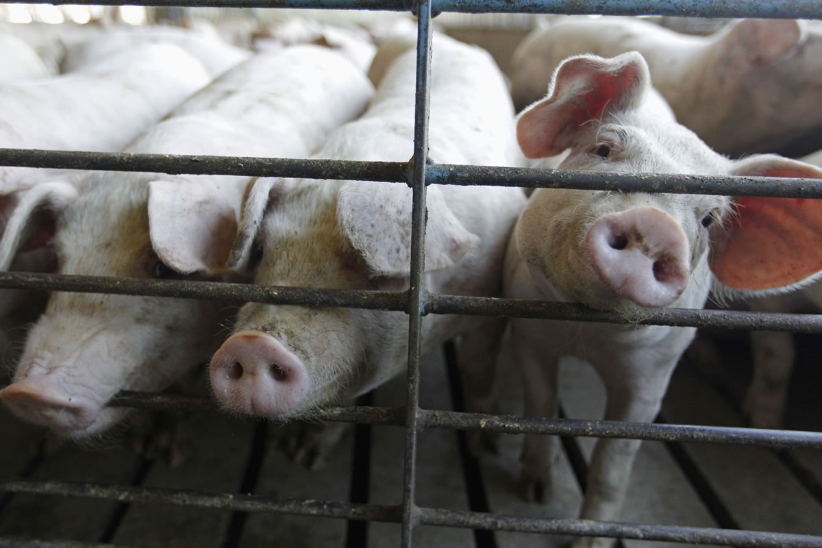 Hogs poke their snouts through a fence at a farm in Buckhart, Ill. on June 28, 2012.