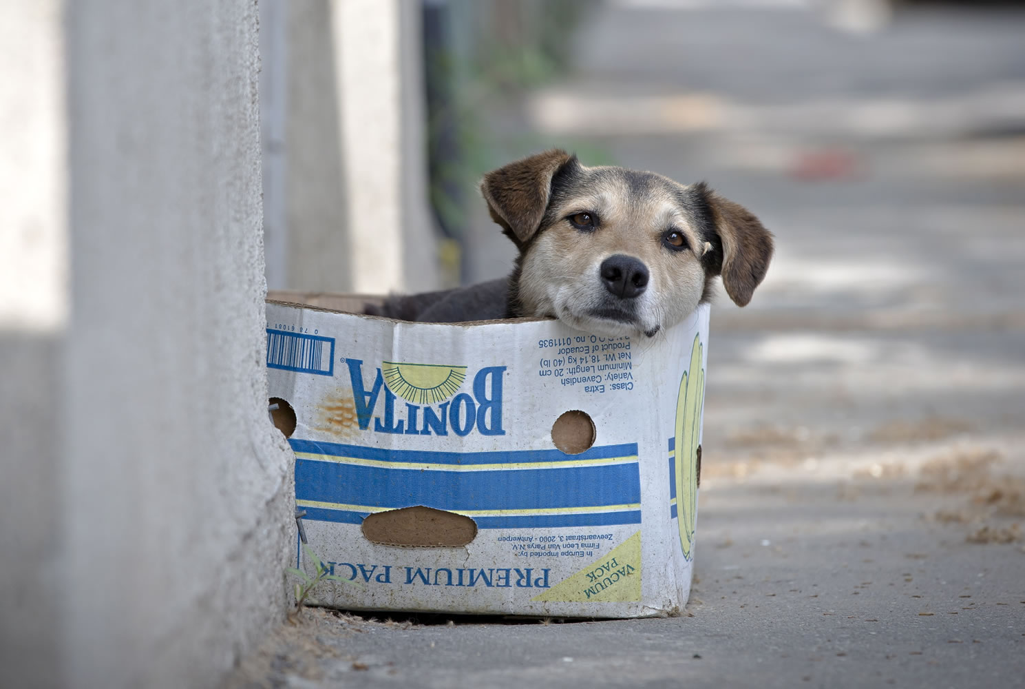 A street dog sits in a cardboard box in Bucharest, Romania, where the stray dog population has been estimated at about 65,000.